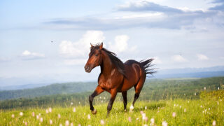 Top 10 Items with the Highest Tariff Rates in Japan – Thoroughbred Horses Cost Around 4 Million Yen in Tariffs
