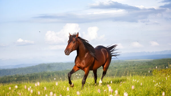 Top 10 Items with the Highest Tariff Rates in Japan – Thoroughbred Horses Cost Around 4 Million Yen in Tariffs