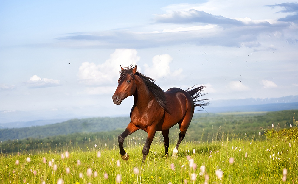 Top 10 Items with the Highest Tariff Rates in Japan – Thoroughbred Horses Cost Around 4 Million Yen in Tariffs